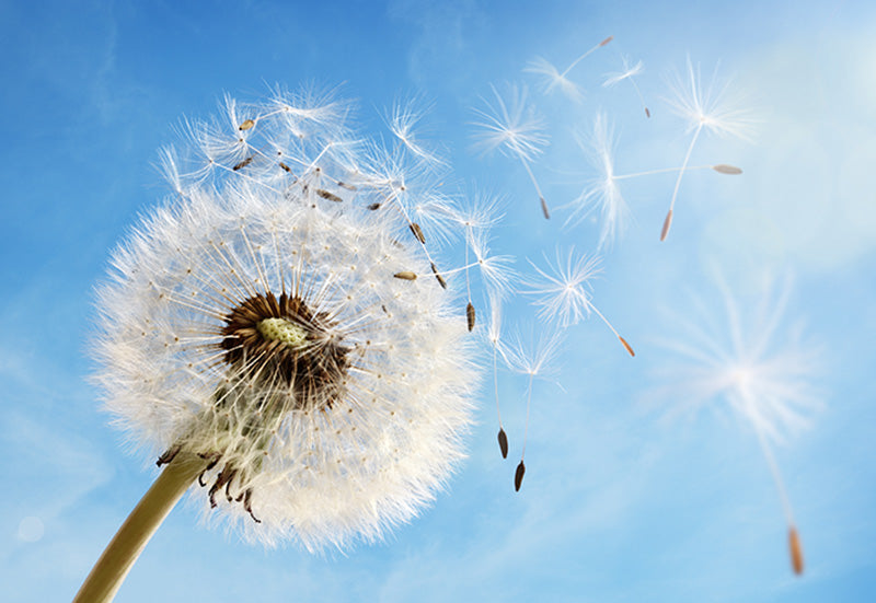 Quercetin - A Versatile Plant Pigment