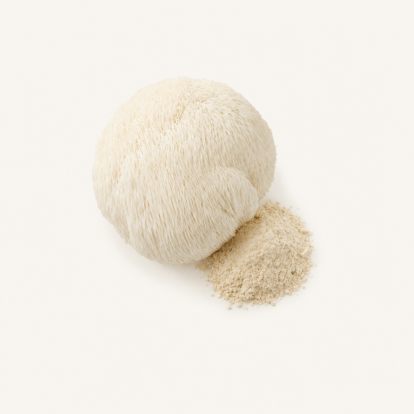 Extrait de Crinière de Lion (Hericium erinaceus) 20 % de polysaccharides, 2 % d'hericénones