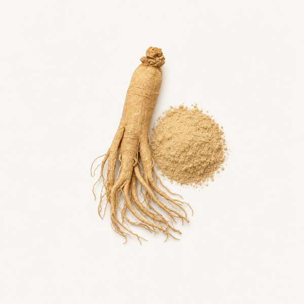 Extrait de Panax Ginseng 20 % de Ginsénosides
