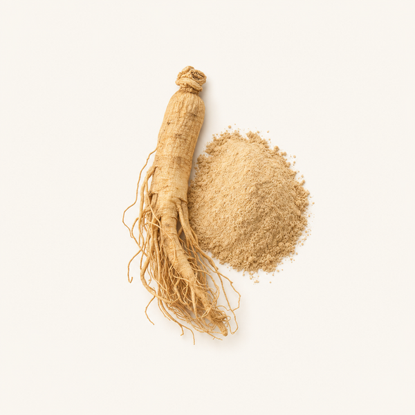 Extrait de racine de Panax Ginseng 10 % de ginsénosides