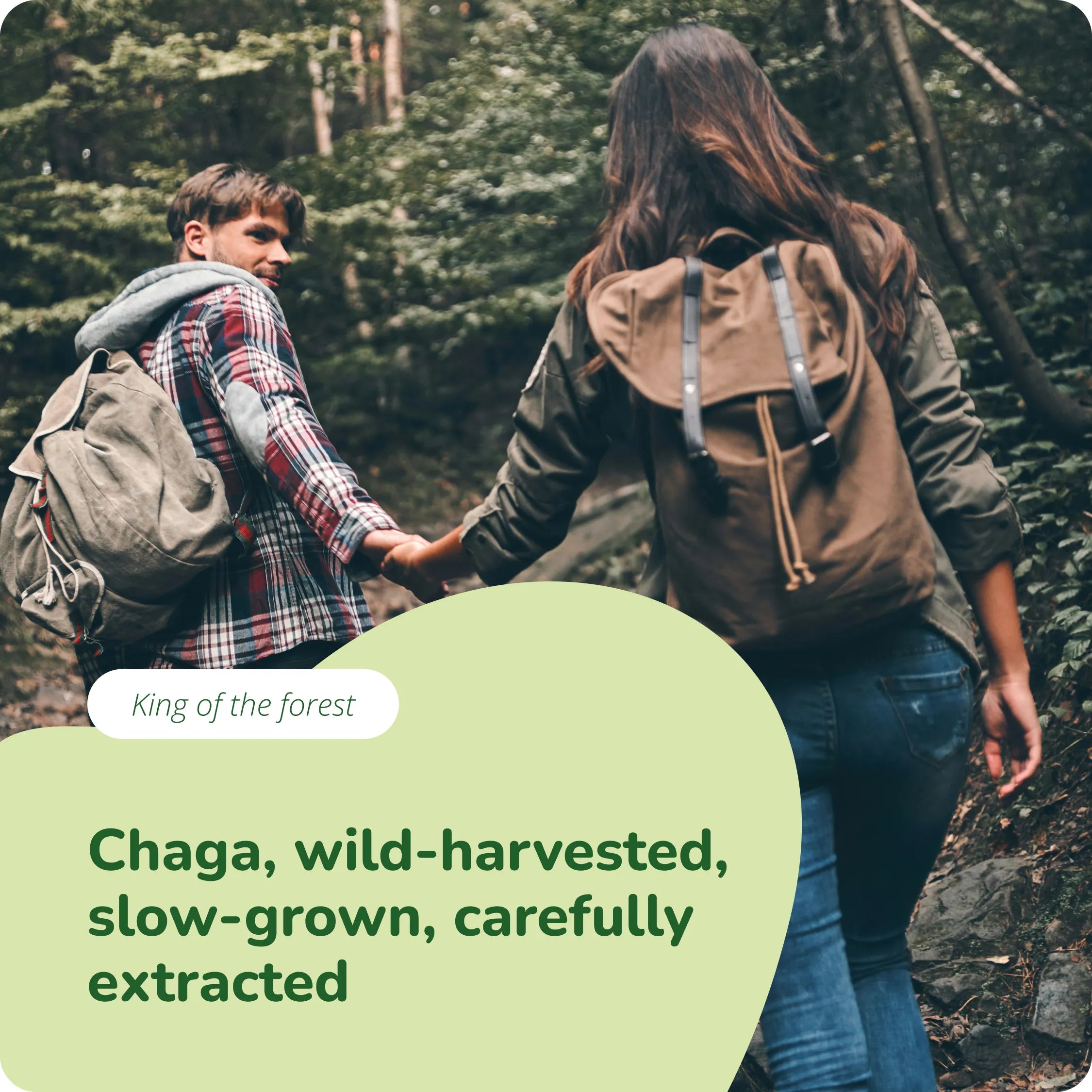 Chaga Extrait Gélules Bio