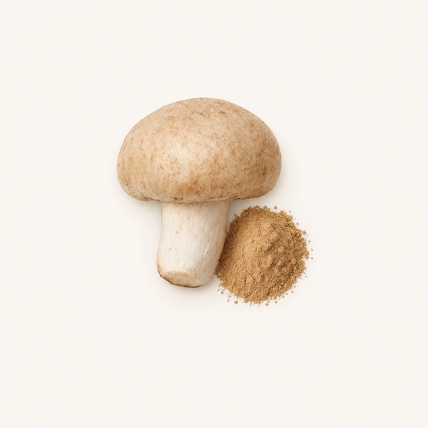 Extrait d'Agaricus Blazei (Agaricus blazei Murr.) 40 % de polysaccharides, 30 % de bêta-glucanes