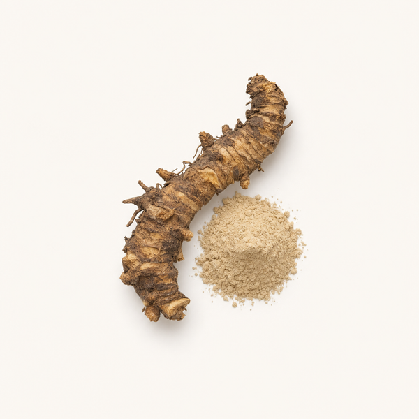 Extrait de rhizome de Ruscus aculeatus 5%