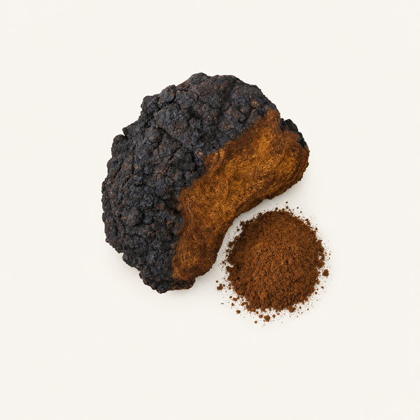 Extrait de champignon Chaga 40 % polysaccharides, 30 % bêta-glucanes