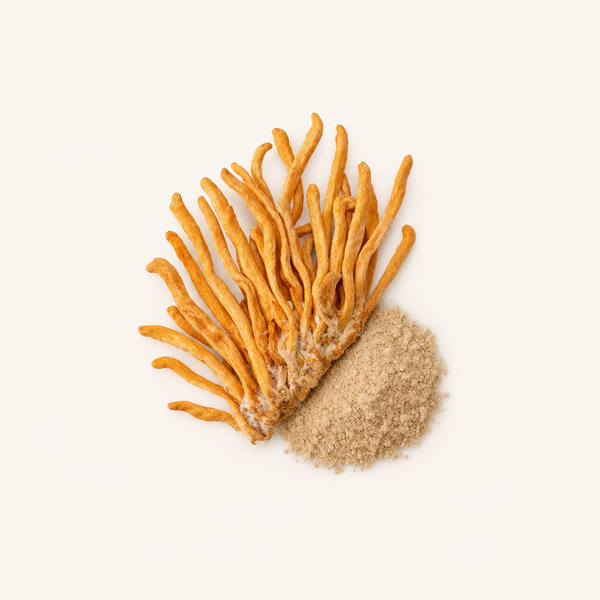 Extrait de mycélium de Cordyceps CS-4 (40 % de polysaccharides)