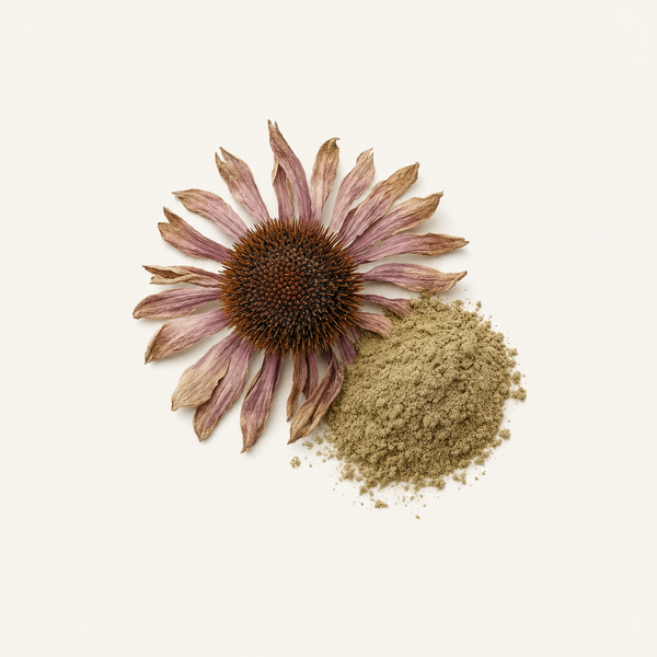 Extrait d'herbe d'Echinacea purpurea 4% Polyphénols