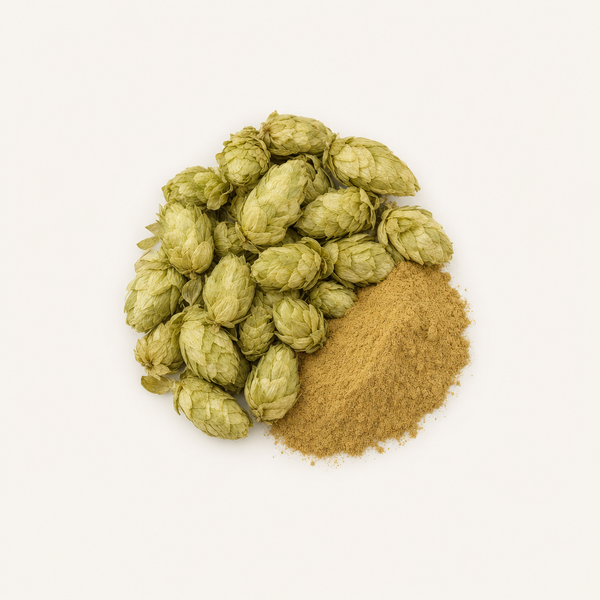 Extrait de fleur de houblon (Humulus lupulus) 2 % flavones