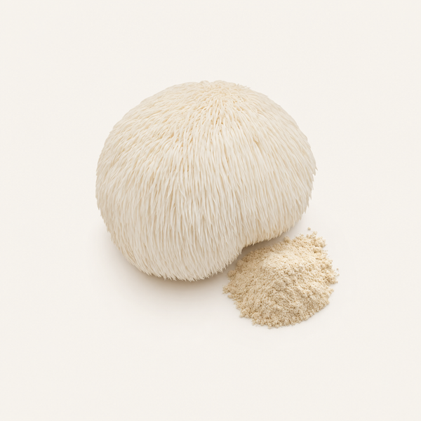 Extrait de crinière de lion (Hericium erinaceus) biologique 20 % polysaccharides, 2 % héricenones