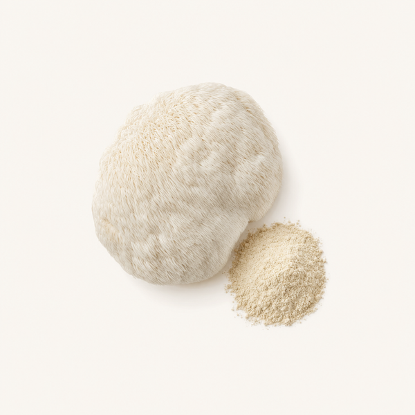 Extrait biologique du corps fructifère de la crinière de lion (Hericium erinaceus)