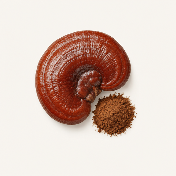 Extrait de Reishi (Ganoderma lucidum) 40 % polysaccharides