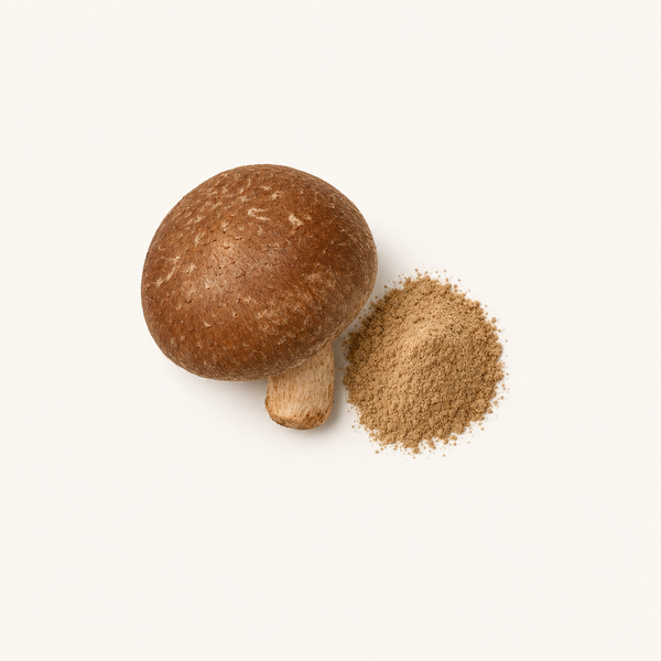 Extrait de champignon Shiitake (Lentinus edodes) 40 % de polysaccharides, 30 % de bêta-glucanes